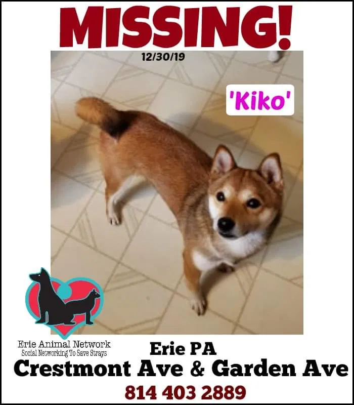 Lost dog in Erie, PA, 16508