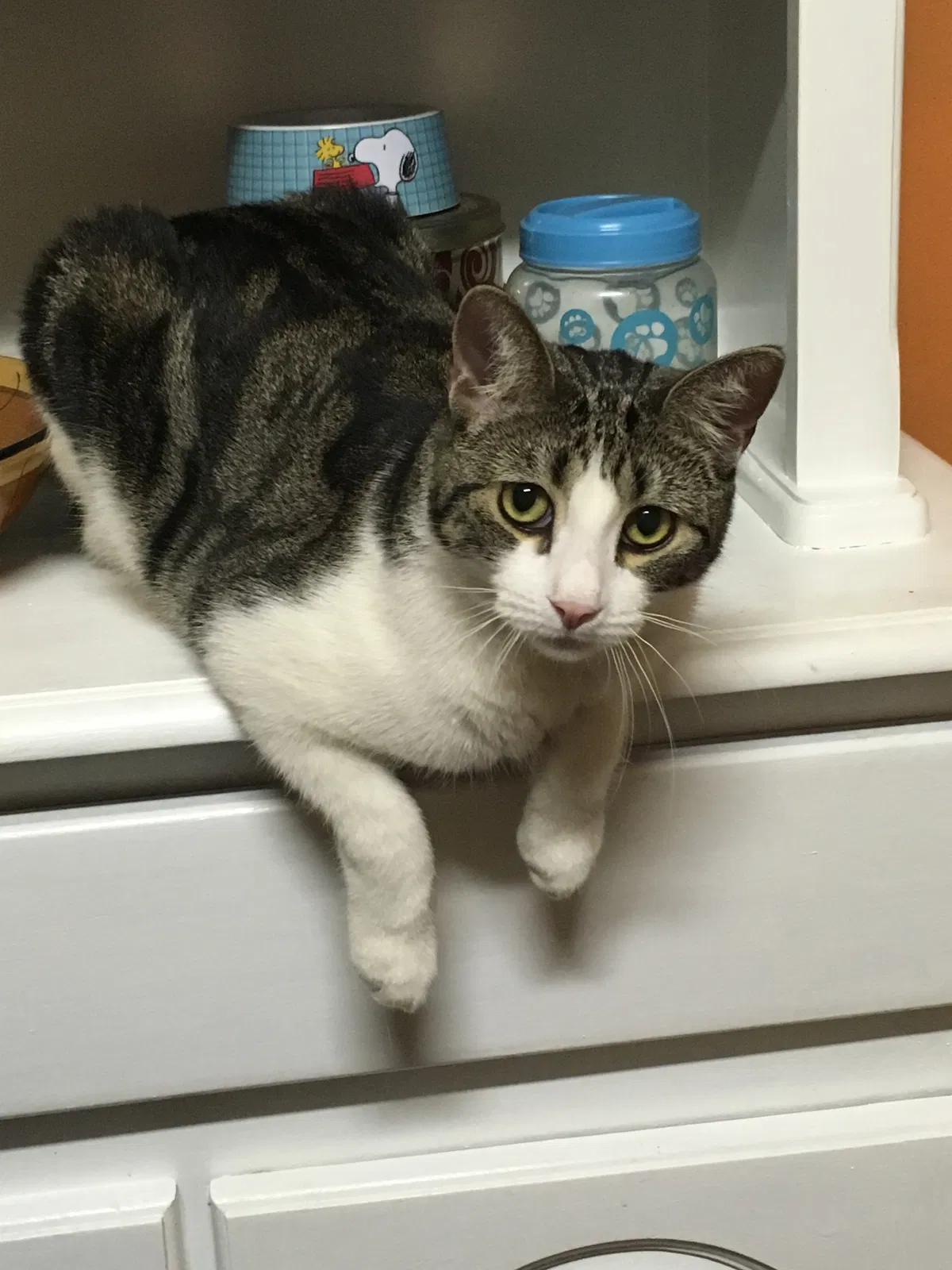 Lost cat in Newark, NJ, 7105