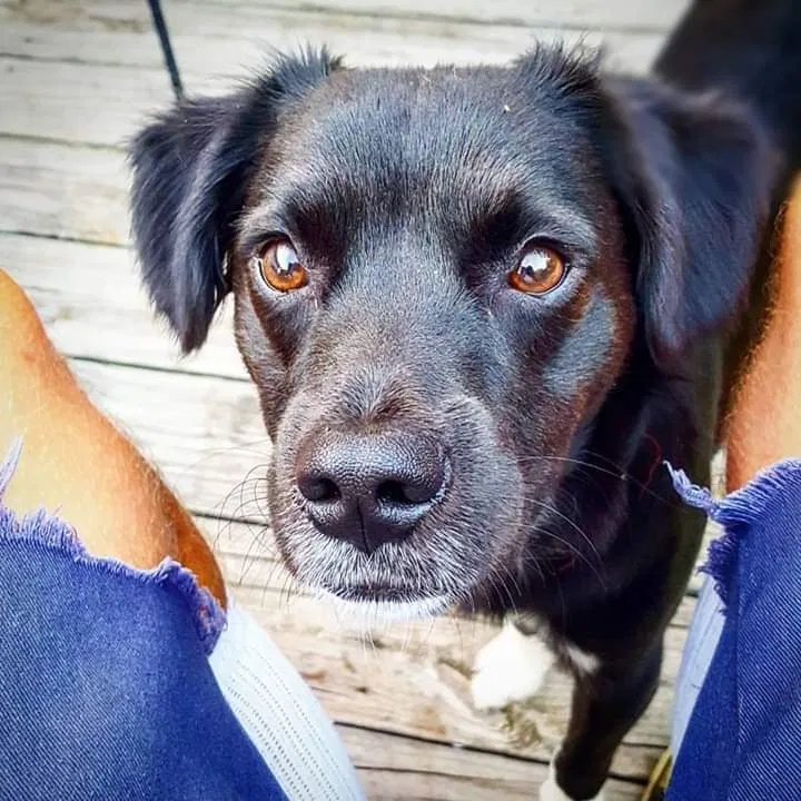 Lost dog in Greensboro, NC, 27406