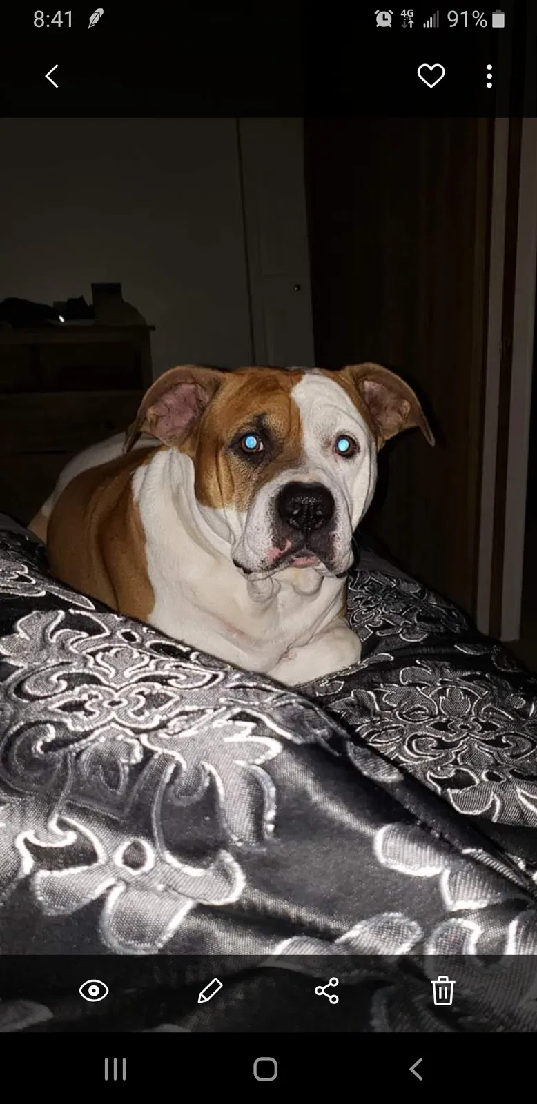 Lost dog in Electra, TX, 76360