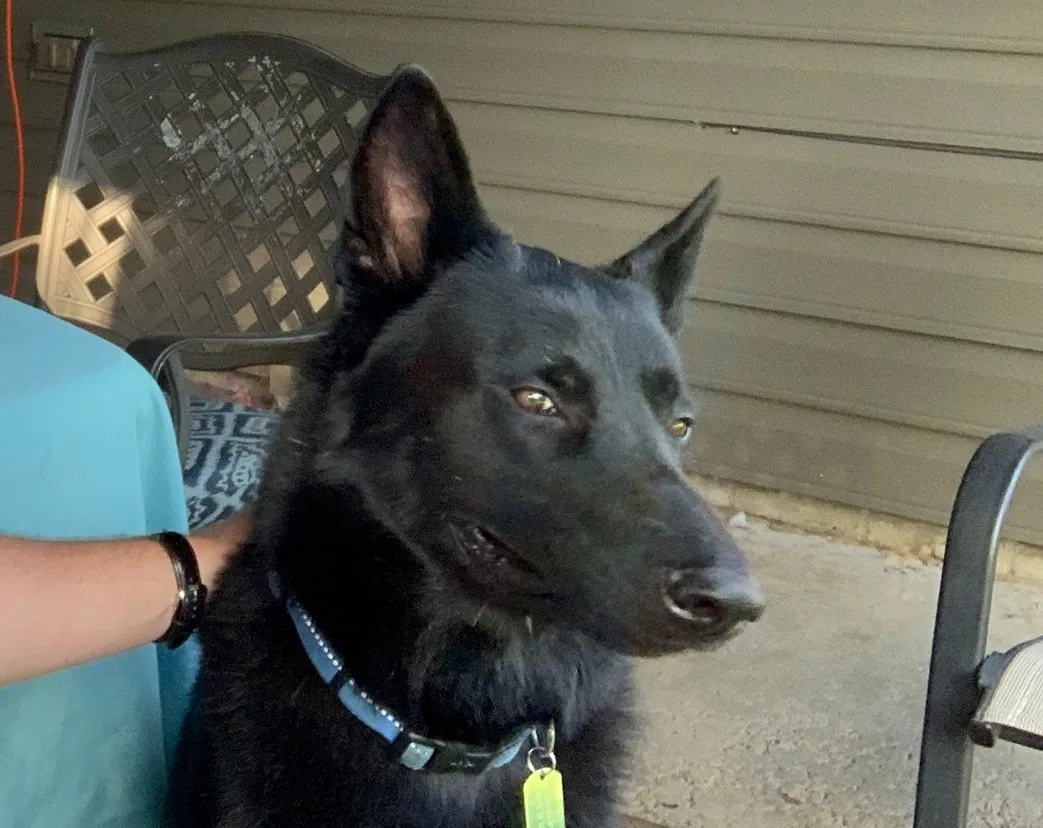 Lost dog in Milford, NE, 68405
