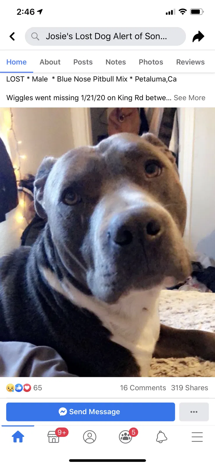 Lost dog in Petaluma, CA, 94952