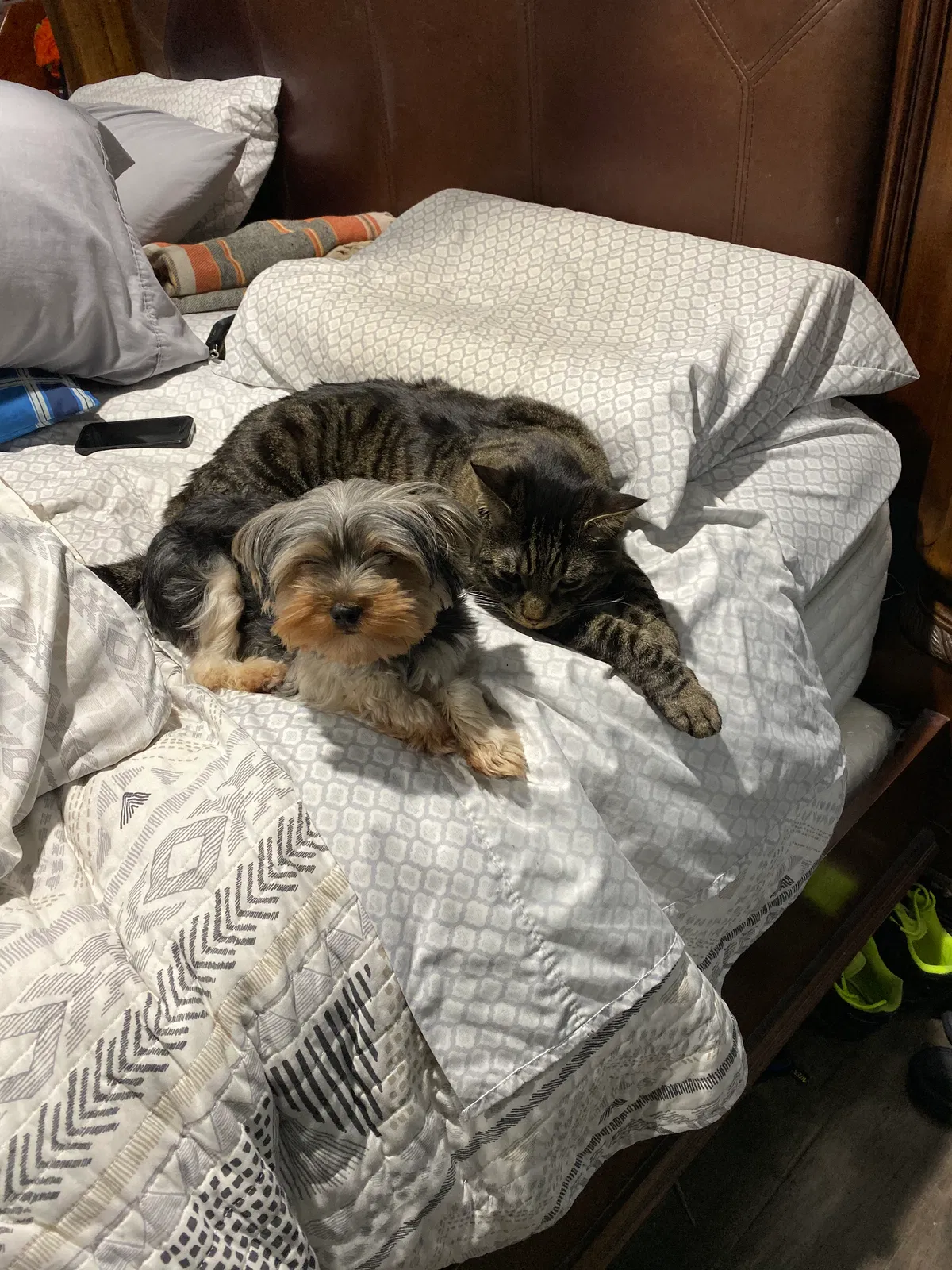 Lost dog in Pacoima, CA, 91331