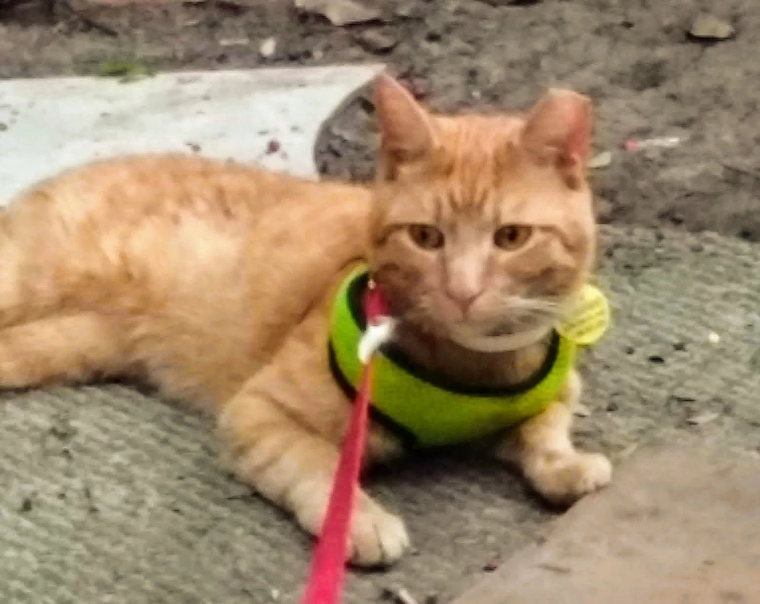 Lost cat in Austin, TX, 78749