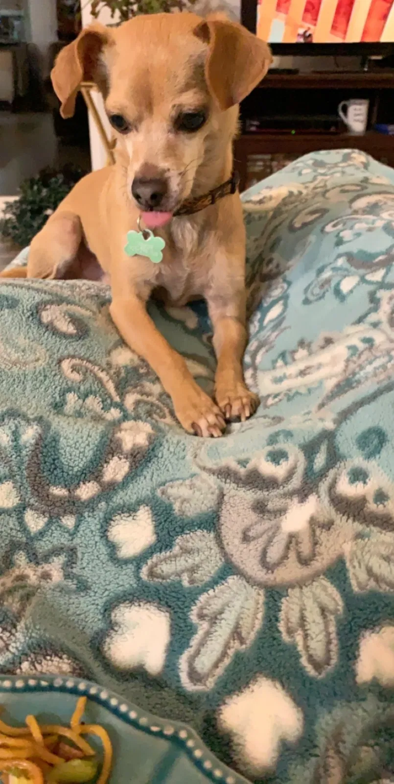 Lost dog in Arlington, WA, 98223