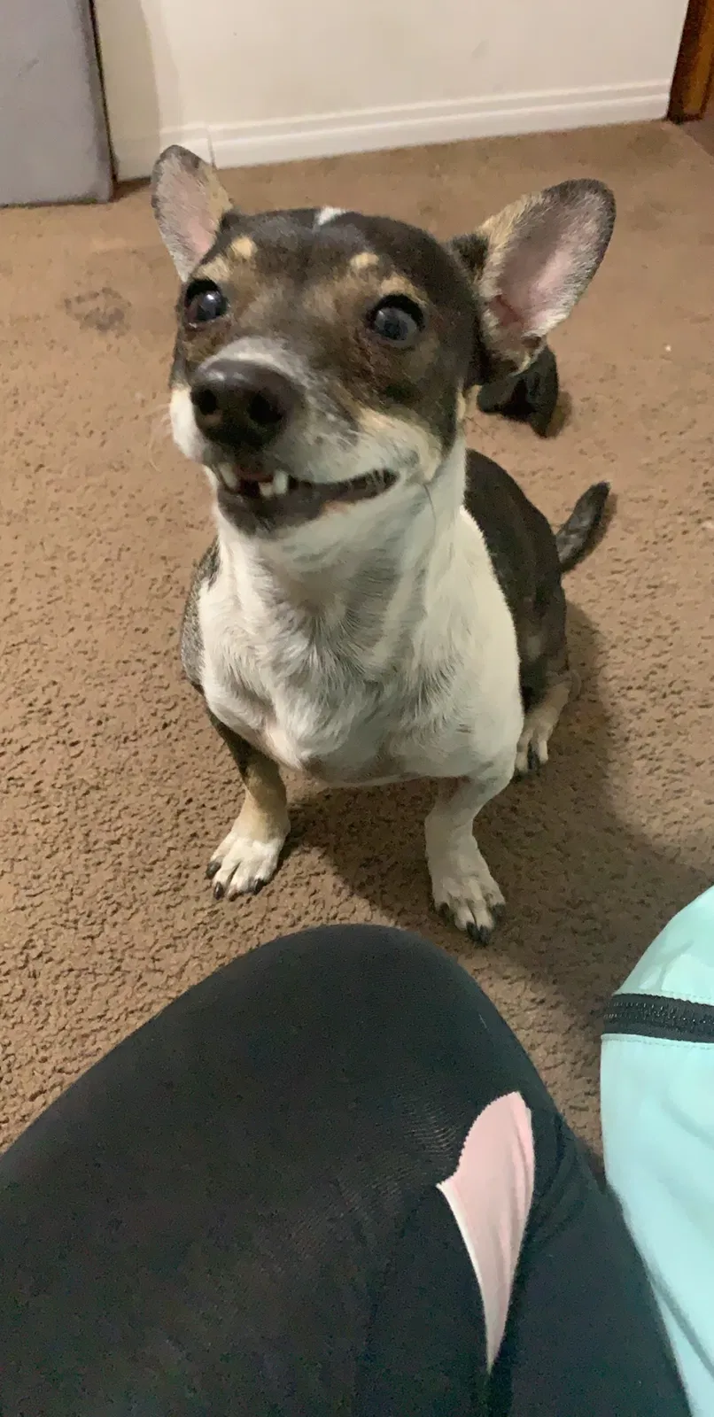 Lost dog in Dallas, TX, 75220