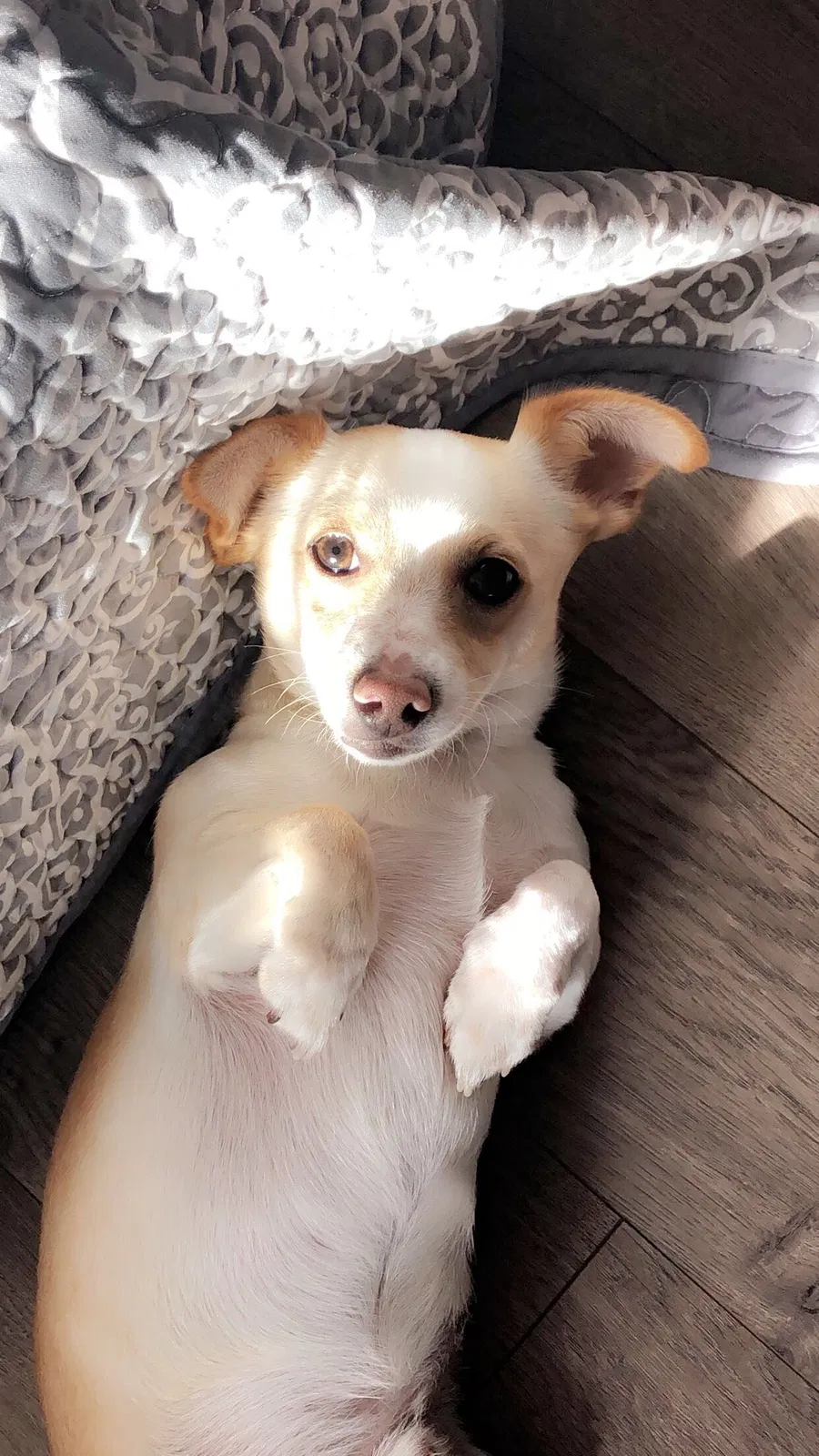 Lost dog in Porter Ranch, CA, 91326
