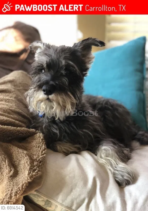 Lost dog in Carrollton, TX, 75006