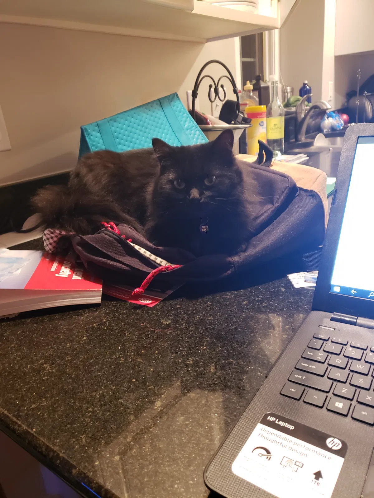 Lost cat in Saline, MI, 48176
