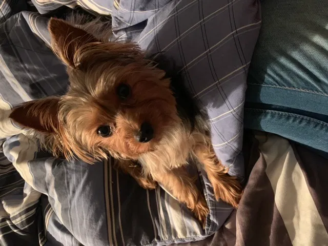 Lost dog in Fort Lauderdale, FL, 33316