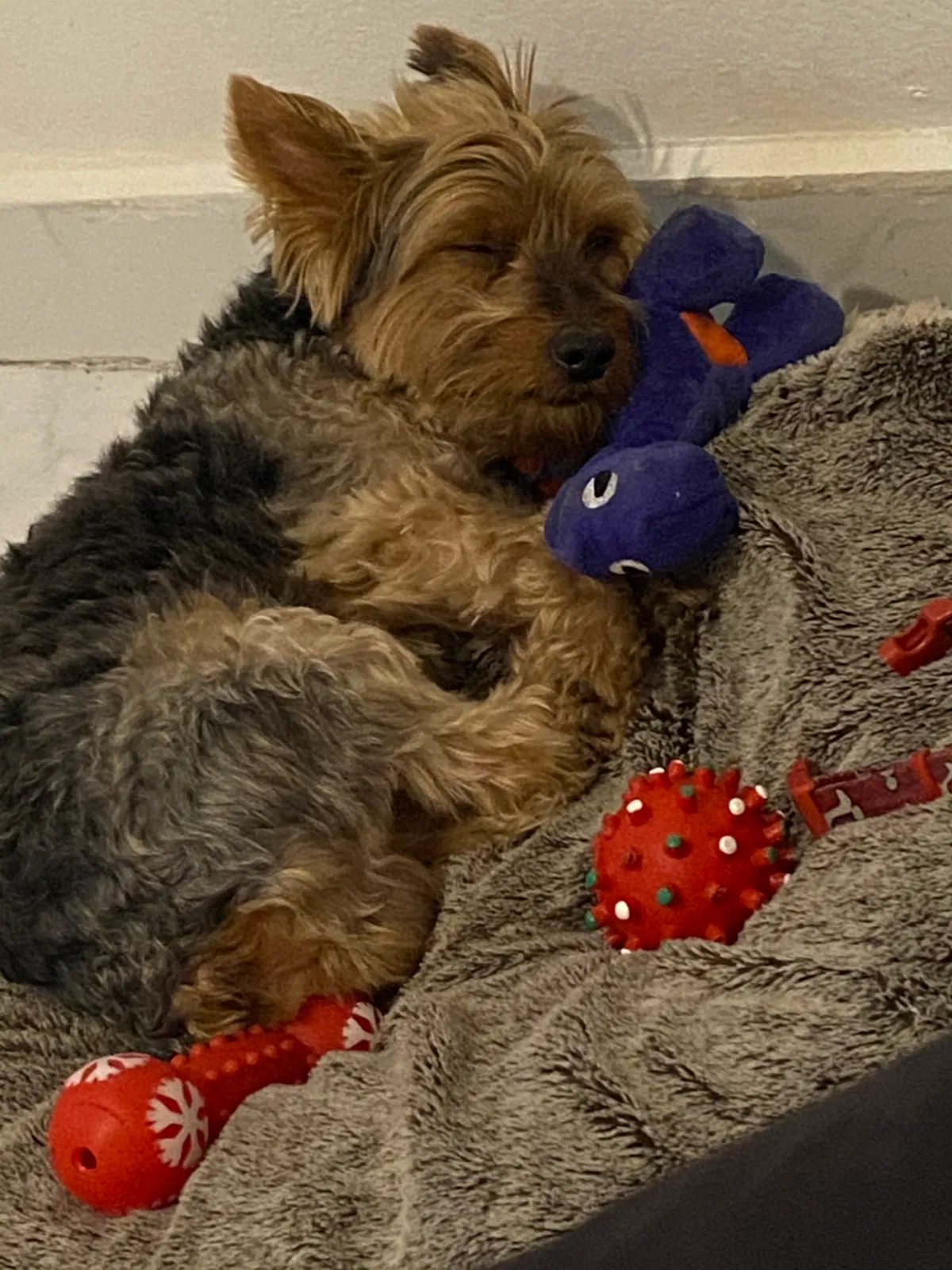 Lost dog in Miami, FL, 33125