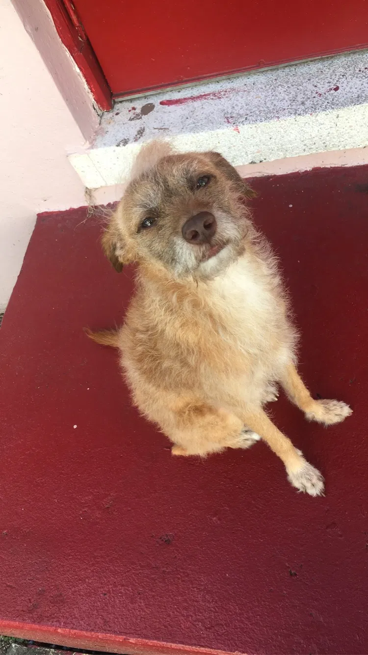 Lost dog in Miami, FL, 33162