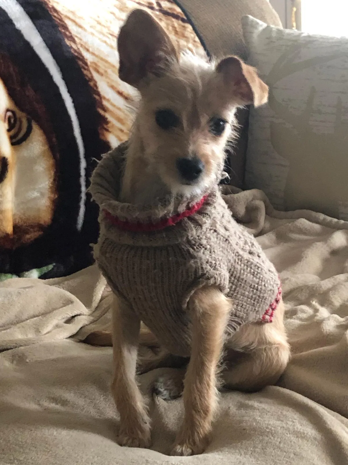 Lost dog in Shelton, WA, 98584