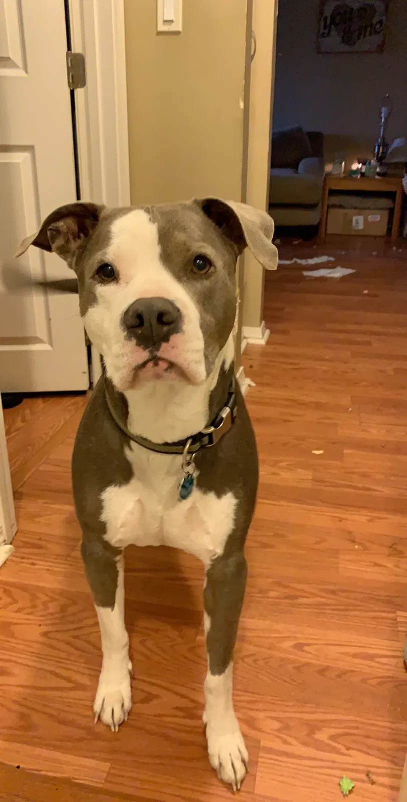Lost dog in Kennewick, WA, 99338
