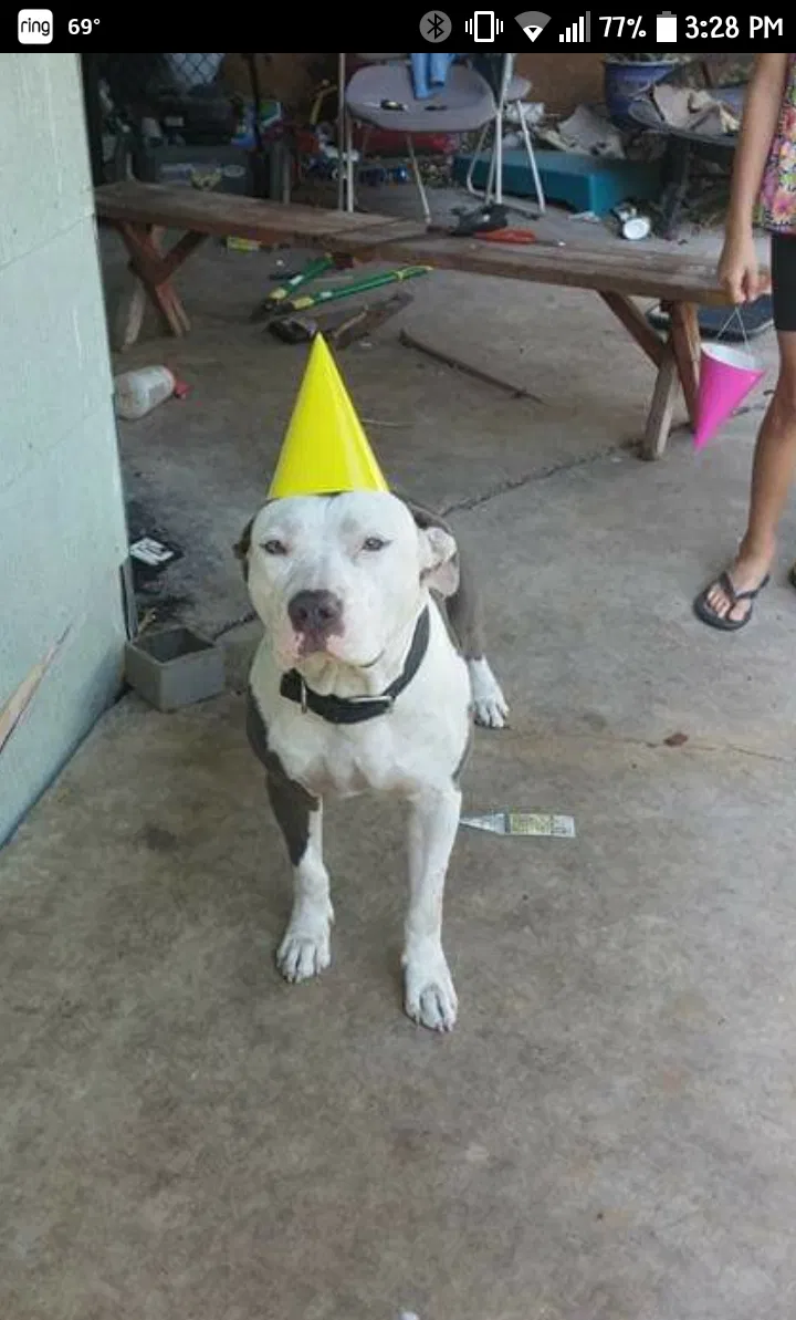 Lost dog in San Antonio, TX, 78212