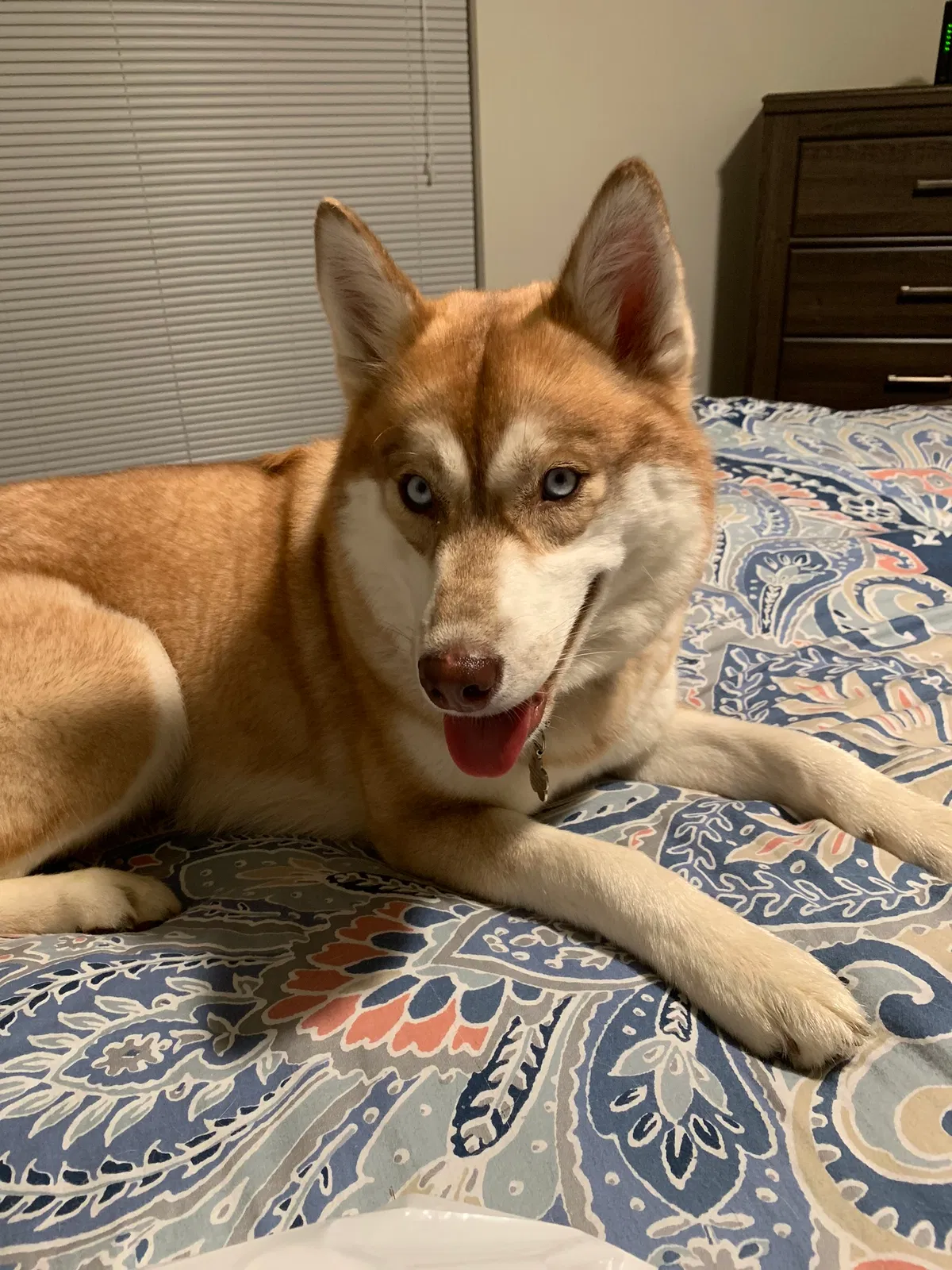 Lost dog in Gibson, NC, 28343