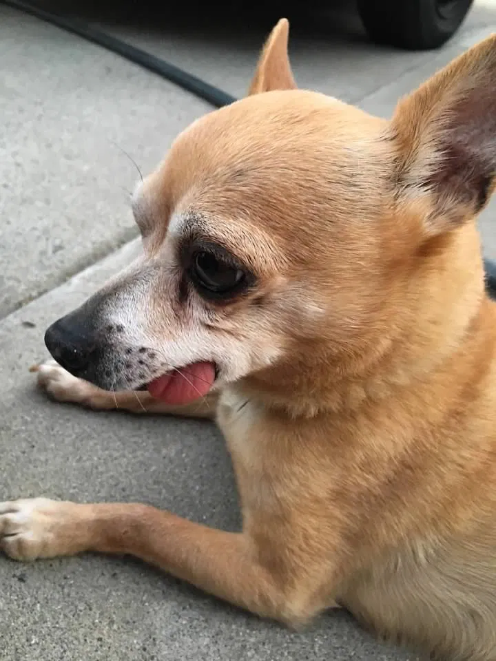 Lost dog in North Highlands, CA, 95660