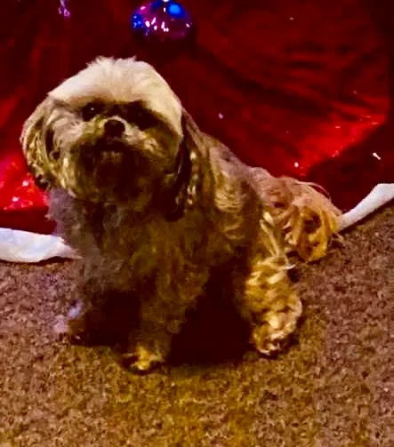 Lost dog in Kent City, MI, 49330