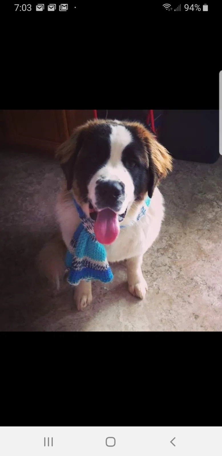Lost dog in Portland, IN, 47371