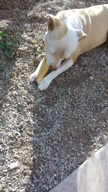 Lost dog in Tucson, AZ, 85711