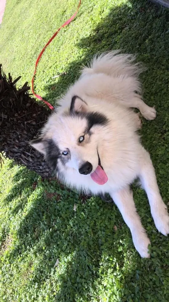 Lost dog in Mission, TX, 78572