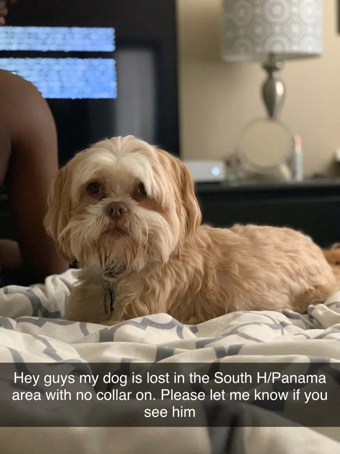 Lost dog in Bakersfield, CA, 93313