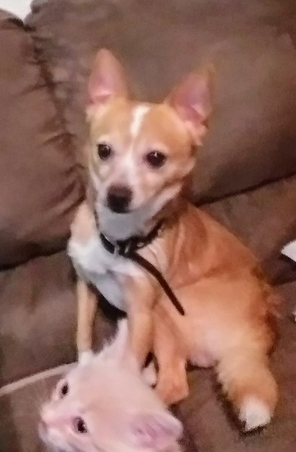 Lost dog in Stockton, CA, 95210