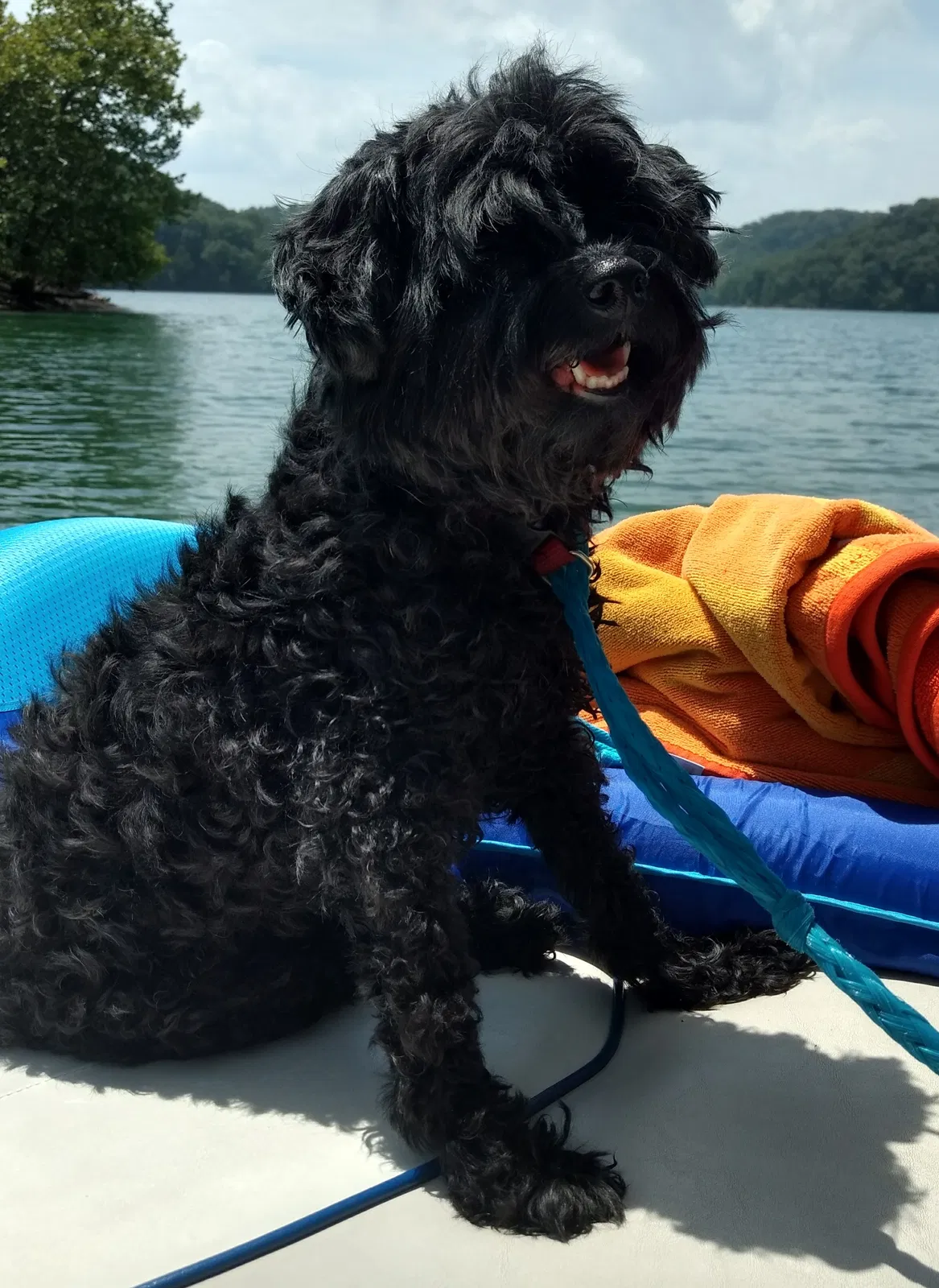 Lost dog in Middletown, OH, 45042