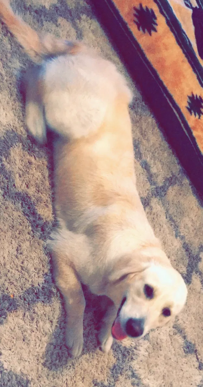 Lost dog in Chattanooga, TN, 37405