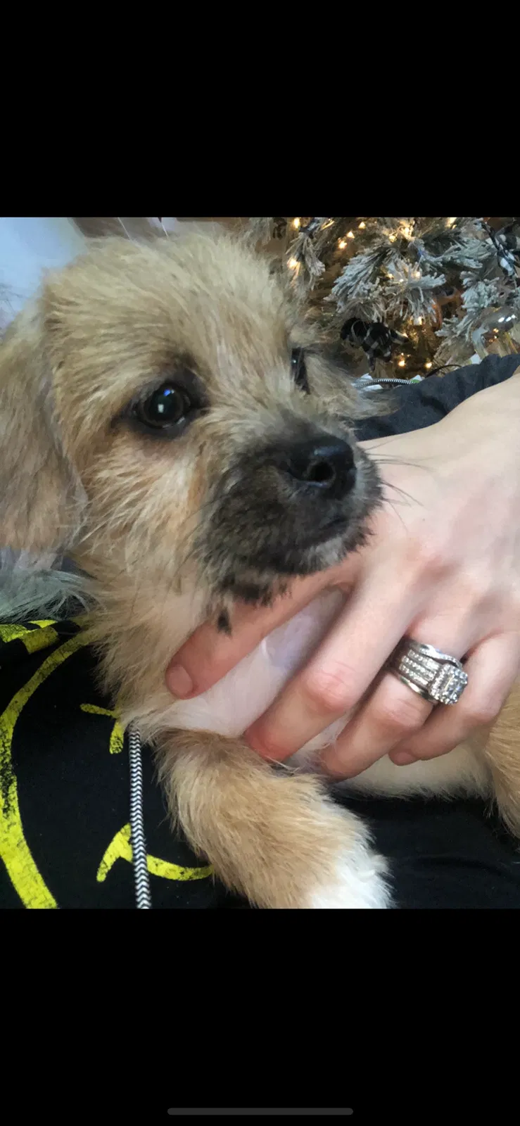 Lost dog in La Fayette, GA, 30728