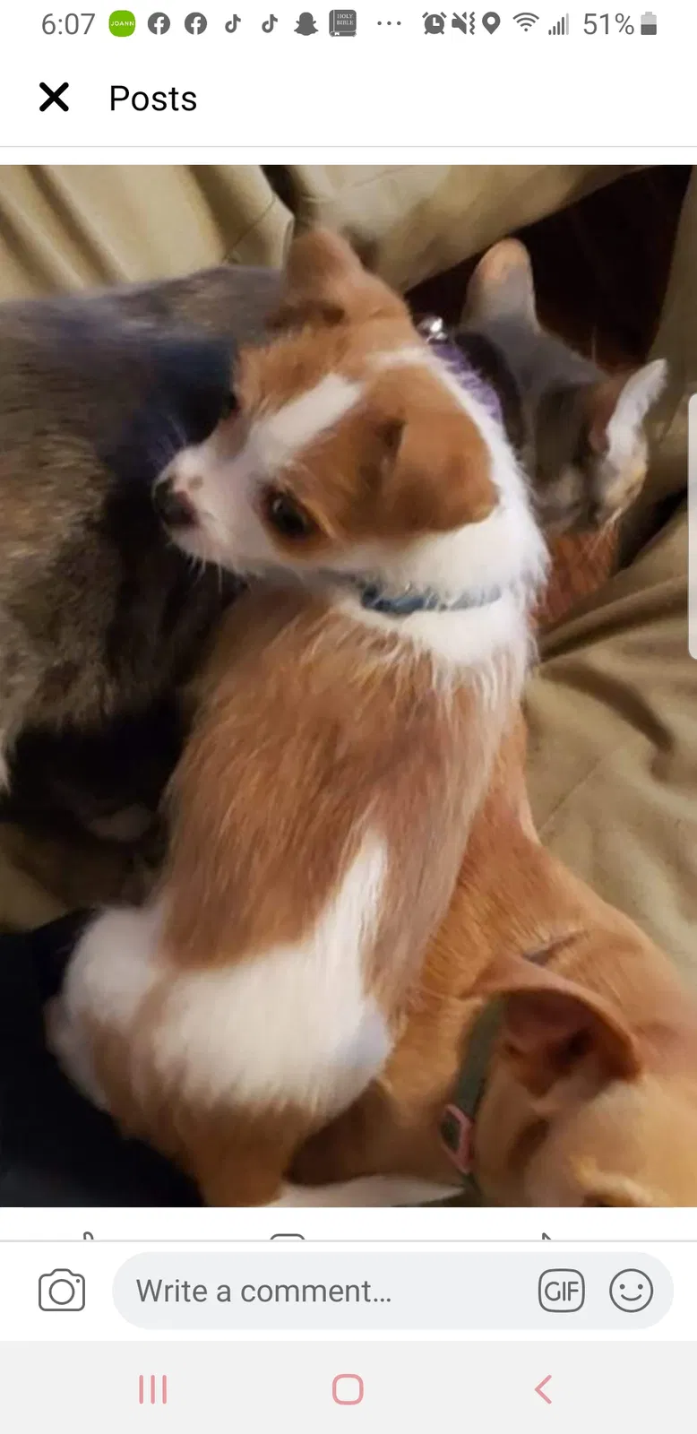 Lost dog in Modesto, CA, 95354