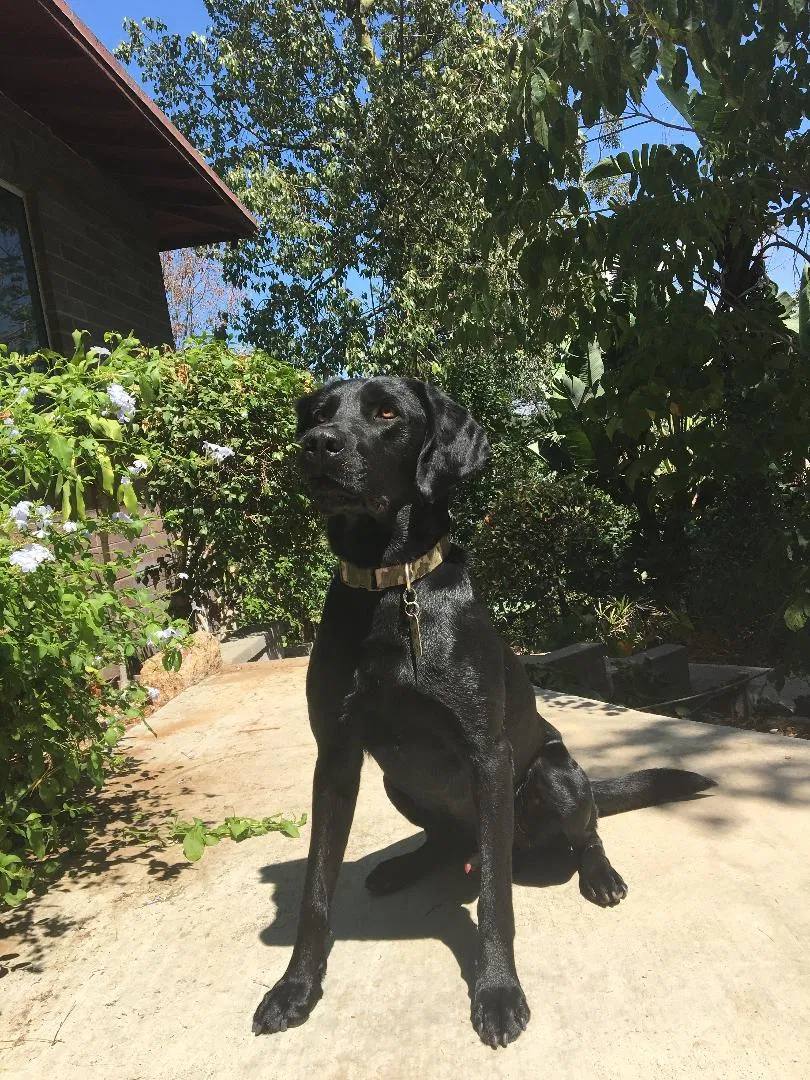 Lost dog in Riverside, CA, 92506