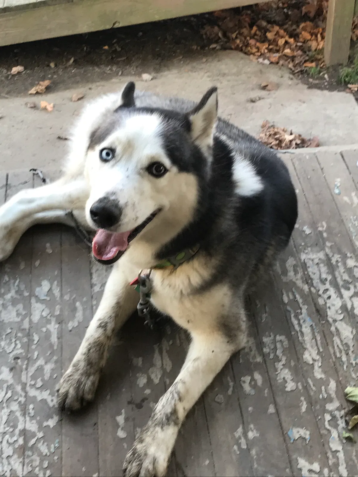 Lost dog in Sharon, PA, 16146