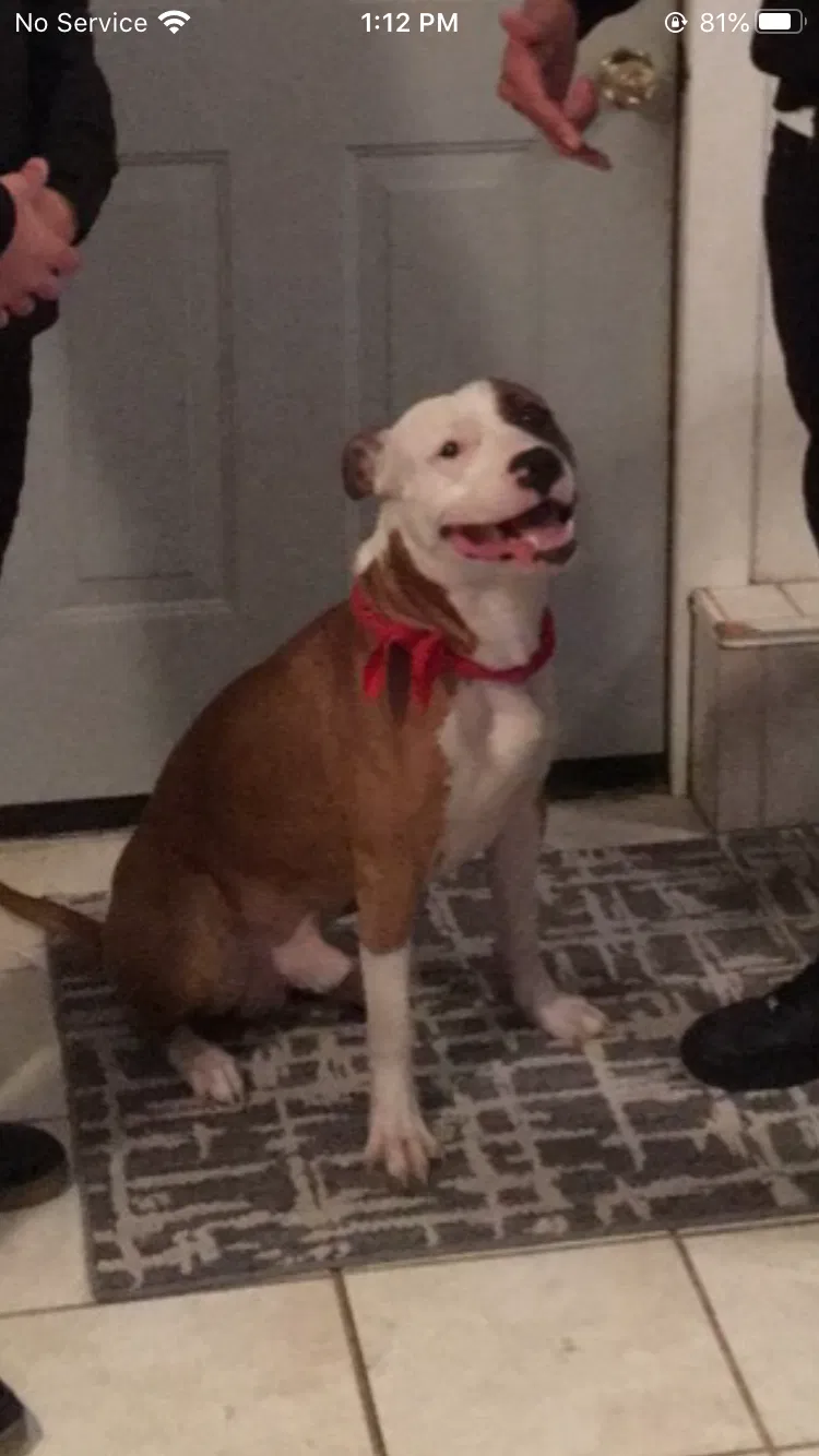 Lost dog in Elk Grove, CA, 95758