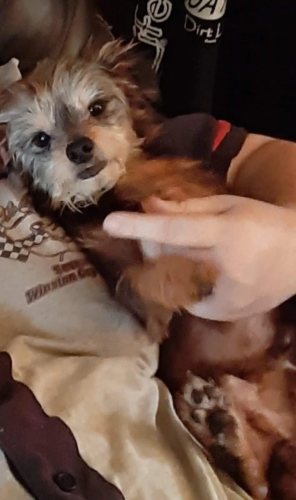 Lost dog in Greenville, SC, 29611