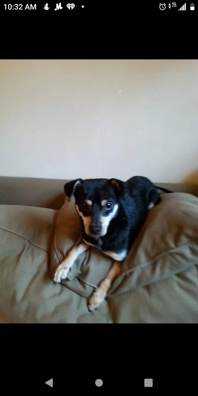 Lost dog in Pensacola, FL, 32503