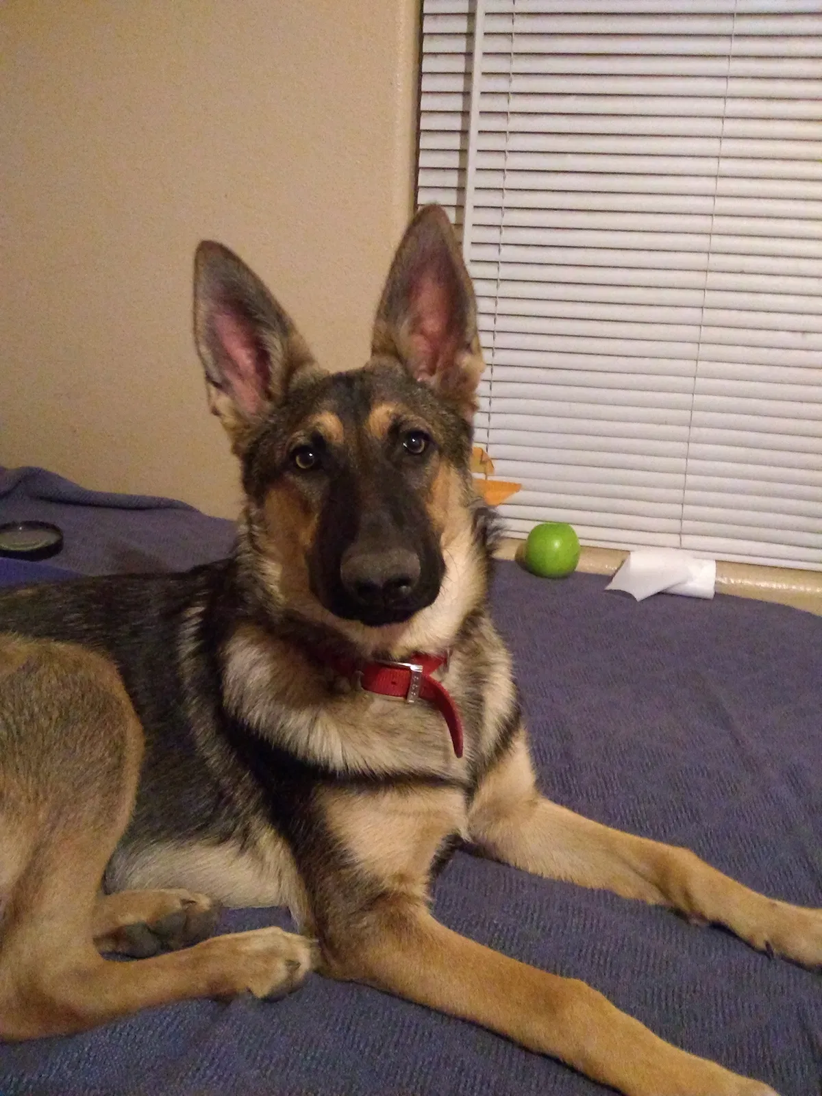 Lost dog in Bloomington, CA, 92316