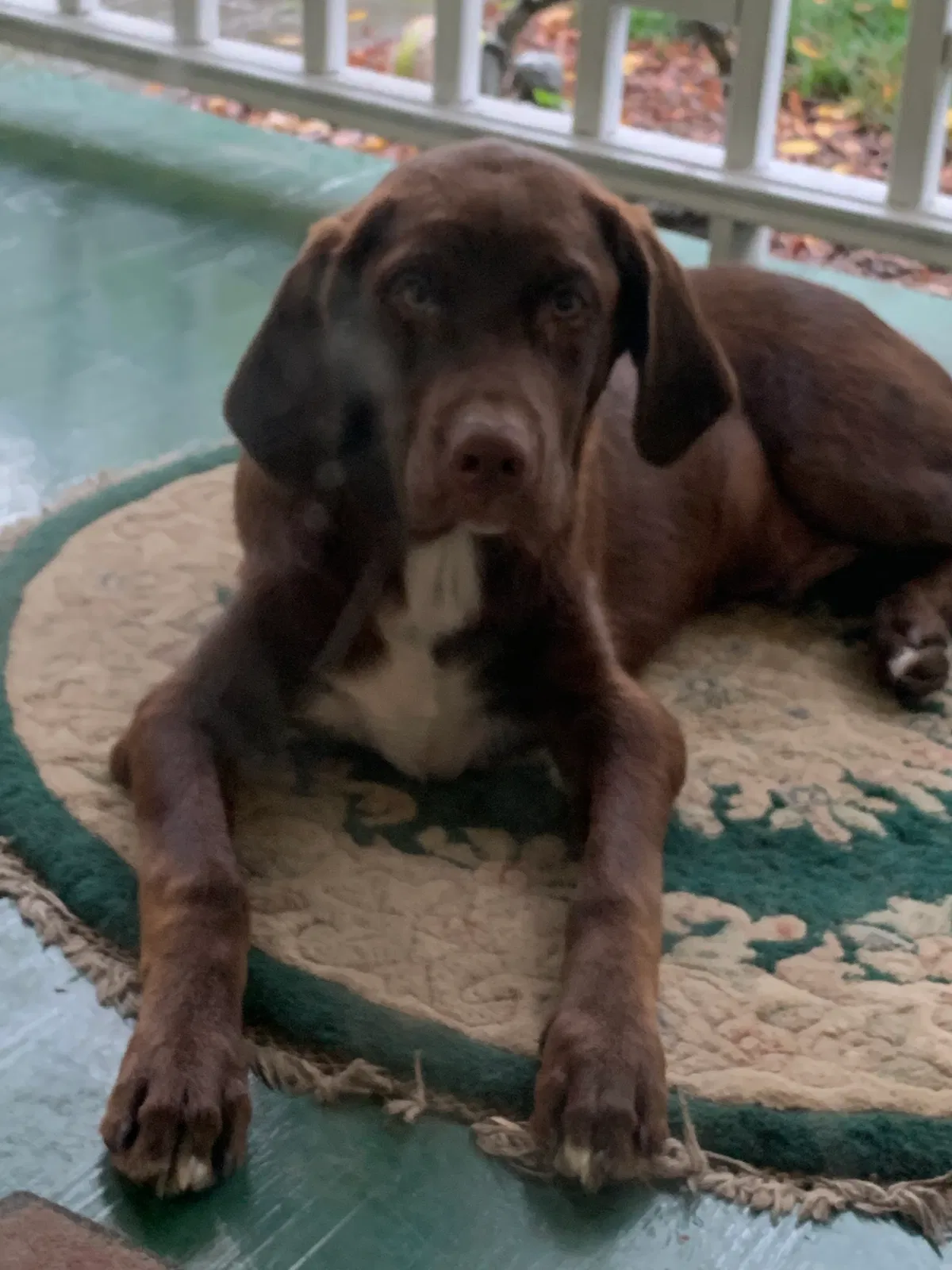 Lost dog in Bunnlevel, NC, 28323