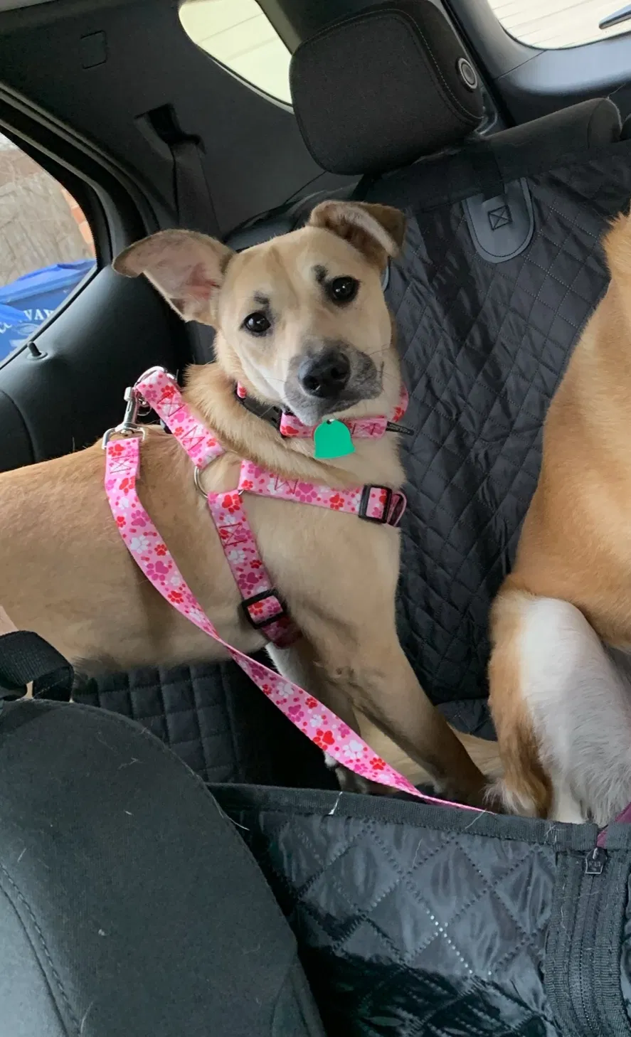 Lost dog in Conway, AR, 72034