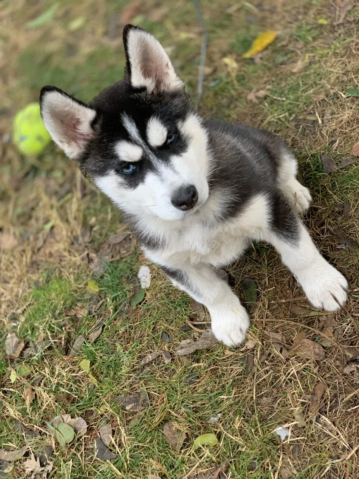 Lost dog in Manteca, CA, 95336