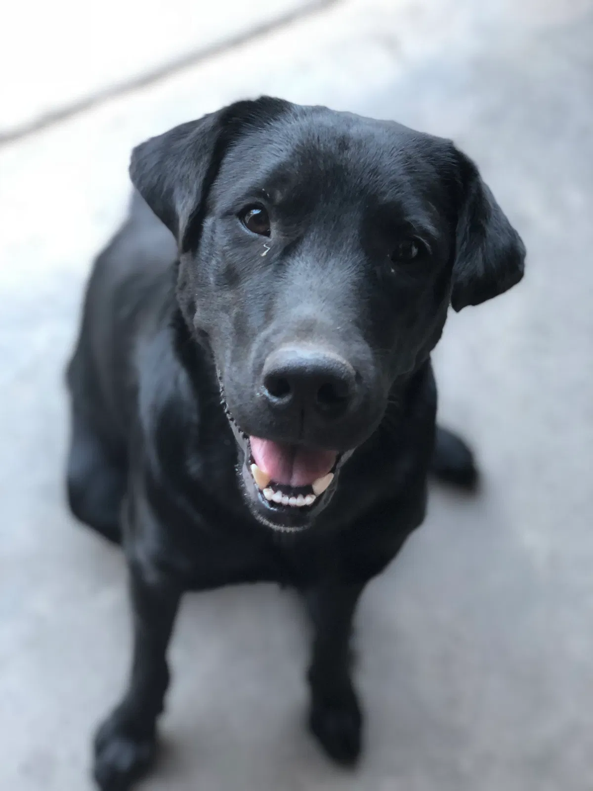 Lost dog in Chapin, SC, 29036