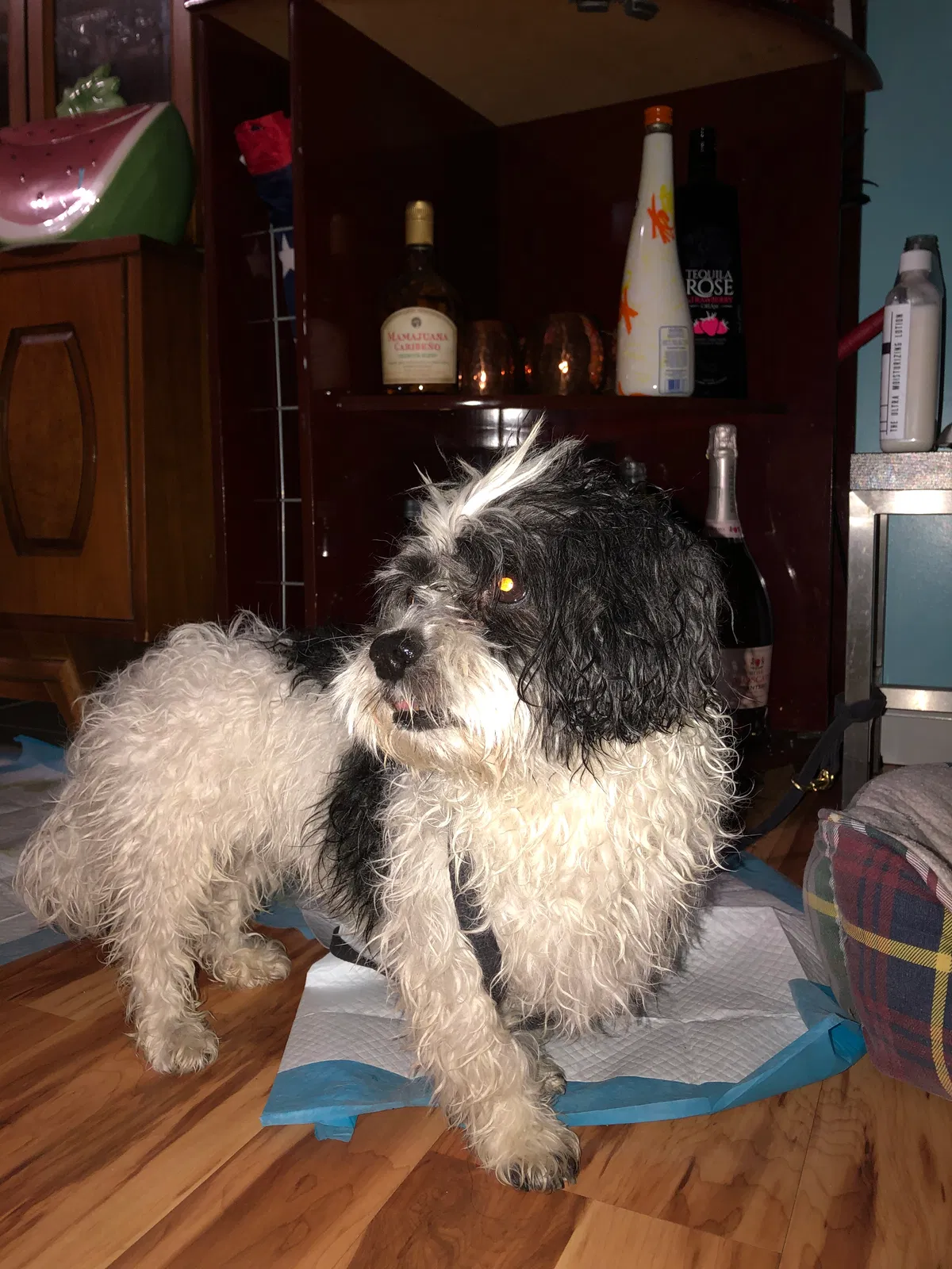 Found dog in Corona, NY, 11368
