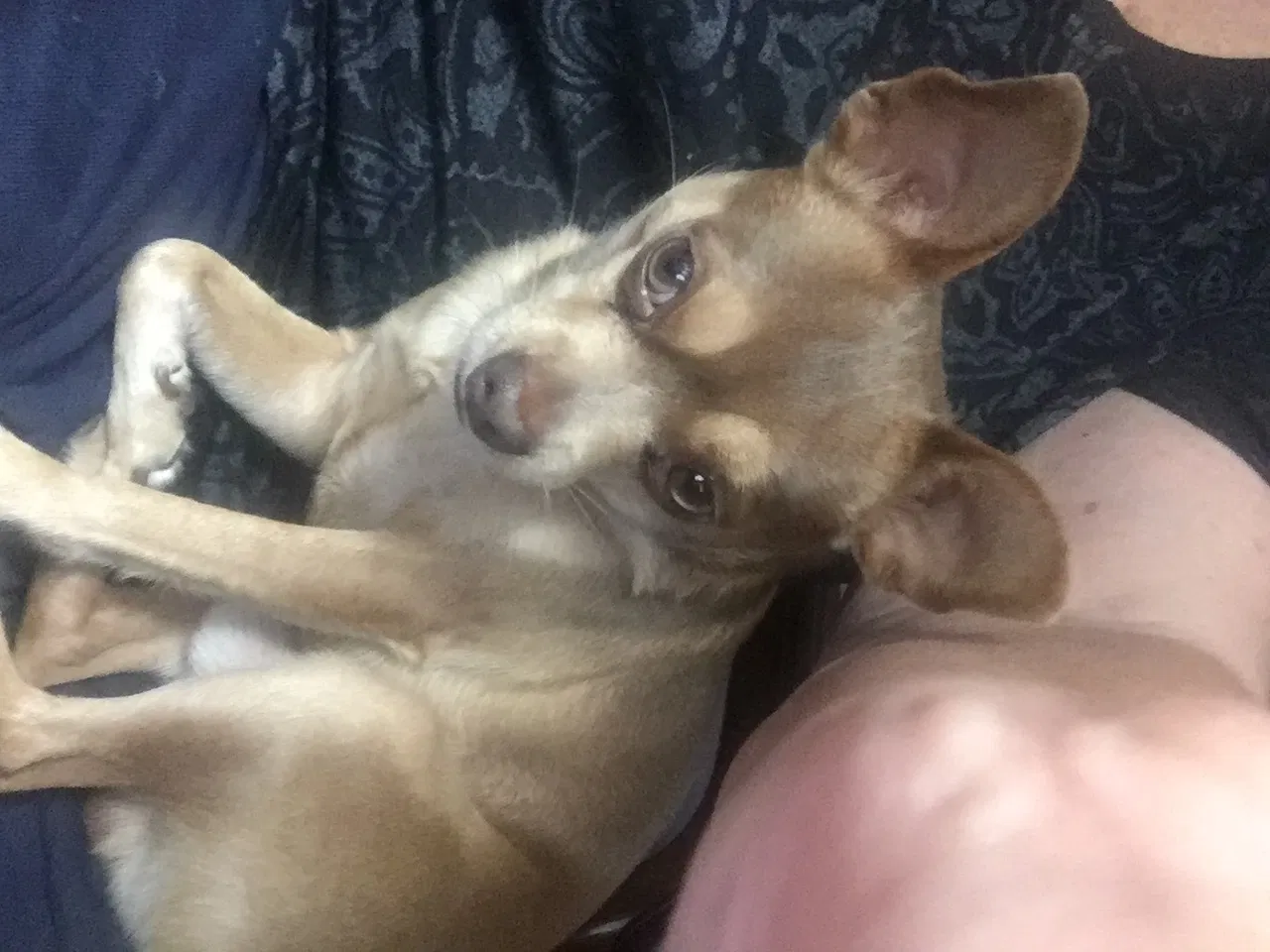 Lost dog in Valdosta, GA, 31601