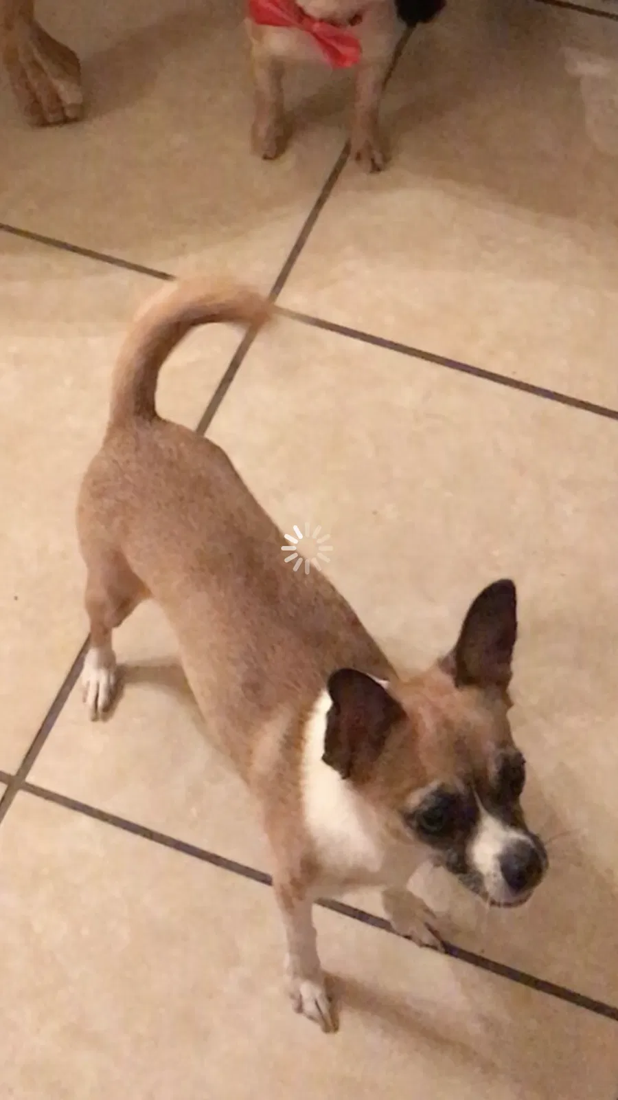 Lost dog in Crestview, FL, 32536