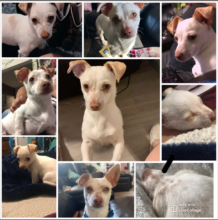 Lost dog in Yakima, WA, 98908