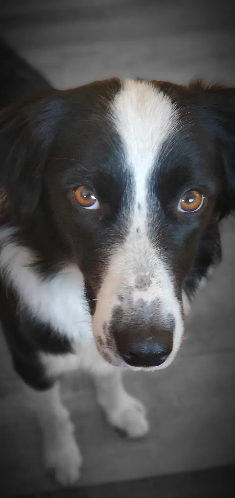 Lost dog in Greeley, CO, 80634