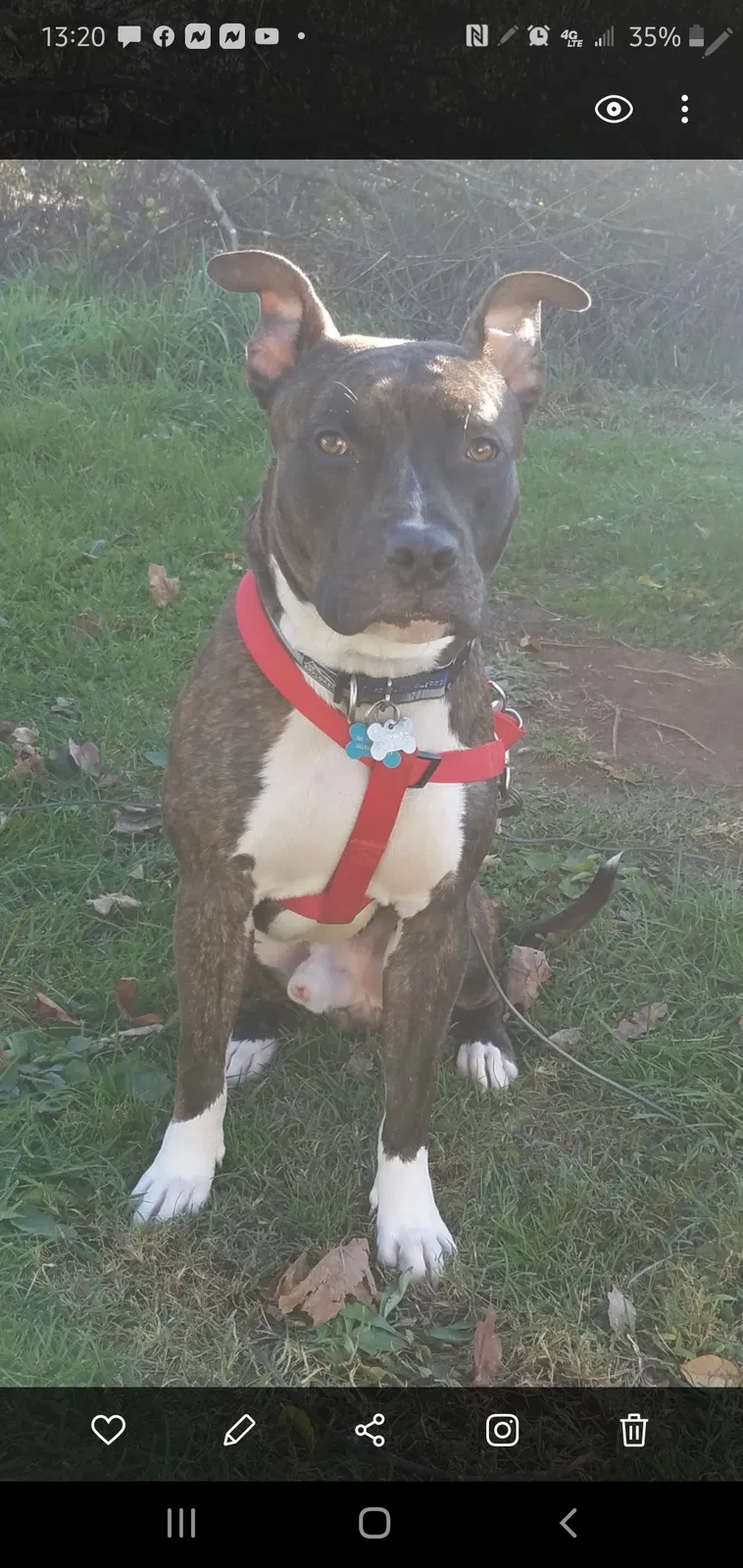 Lost dog in Allensville, KY, 42204