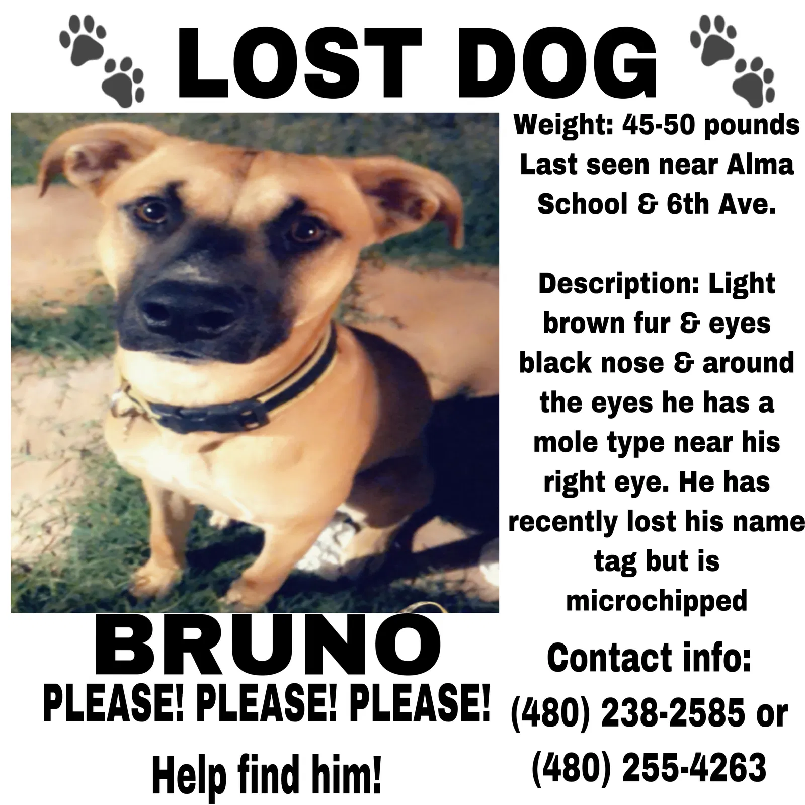 Lost dog in Mesa, AZ, 85202