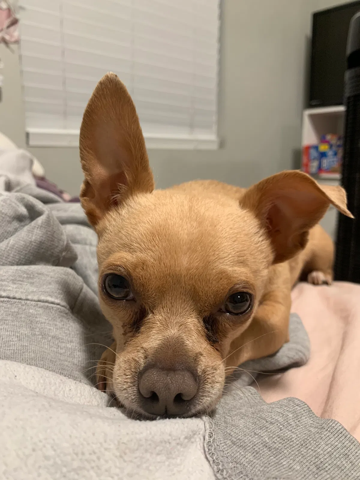 Lost dog in West Covina, CA, 91792