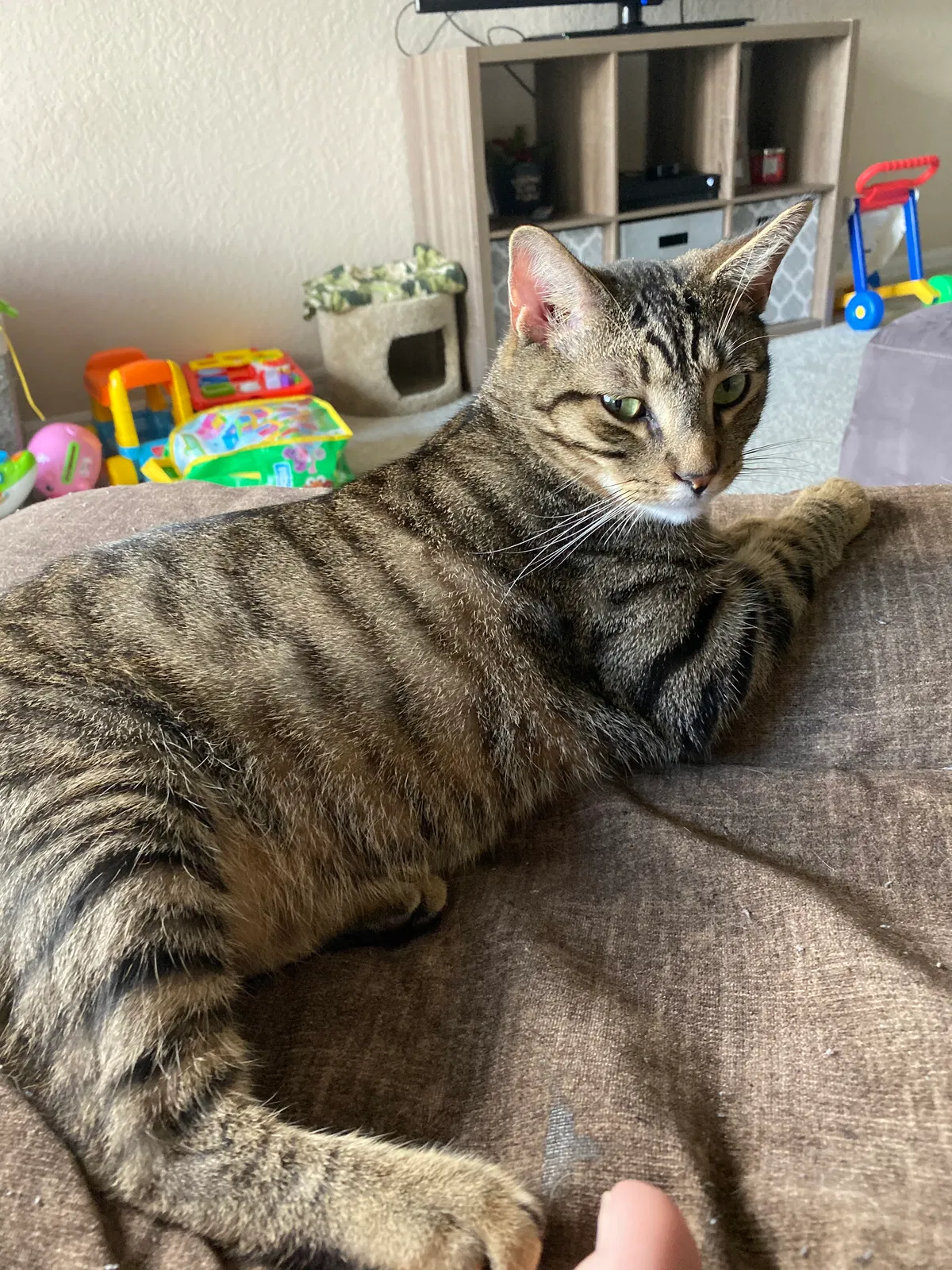 Lost cat in Lakeland, FL, 33809